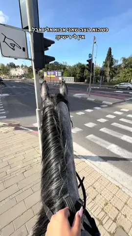 #horse #horsesoftiktok #foryou #viral #equestrian #viralvideo 