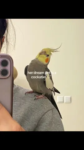 I’ve gotten lots of requests for these videos so let me know if you guys have any! 💓 #PetsOfTikTok #cockatiel #birdsoftiktok #animals #cockatielsoftiktok #budgie #foryoupage #relatable 