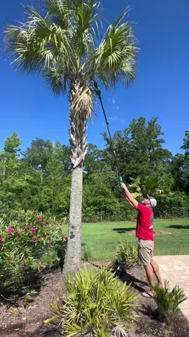 2 in 1 Cordless Pole Saw Chainsaw #polesaw #chainsaw #treetrimmimg #hedgetrimmer #yardwork #landscaping #landscapinglife #palmtrees #palmtree @SEESII Tools #creatorsearchinsights 