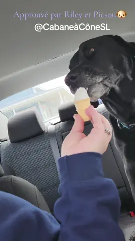 Approuvé par Riley et Picsou! ala crème-glacée de La Cabane à Cône esr délicieuse ! #chien #dog #cremeglacee #icecream 