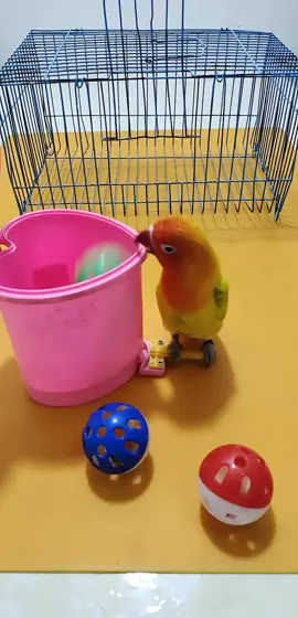 new bird trick#birds #trickshot #new #amazing #trainedprofessionals