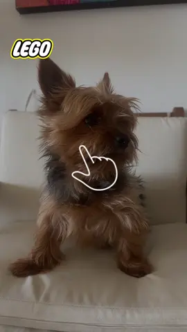 😂😂❤️❤️ #petstiktokers🐾 #perrostiktokers🐶 #yorkshireterrierlove❤ #yorkshireterrierlove #perrostiktokers🐶♥️♥️🥴🥴 #perrostiktokers😂 #provandofiltrosdetiktok #perrostiernos🐶 #perrostiernos🐶 