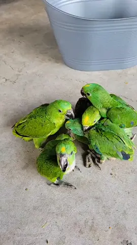 Amazon babies. beautiful Talking Parrots.  #loroamazonico #loros #parrots #lorosamazónicosdecabezaamarilla #yellowheadamazonparrot 