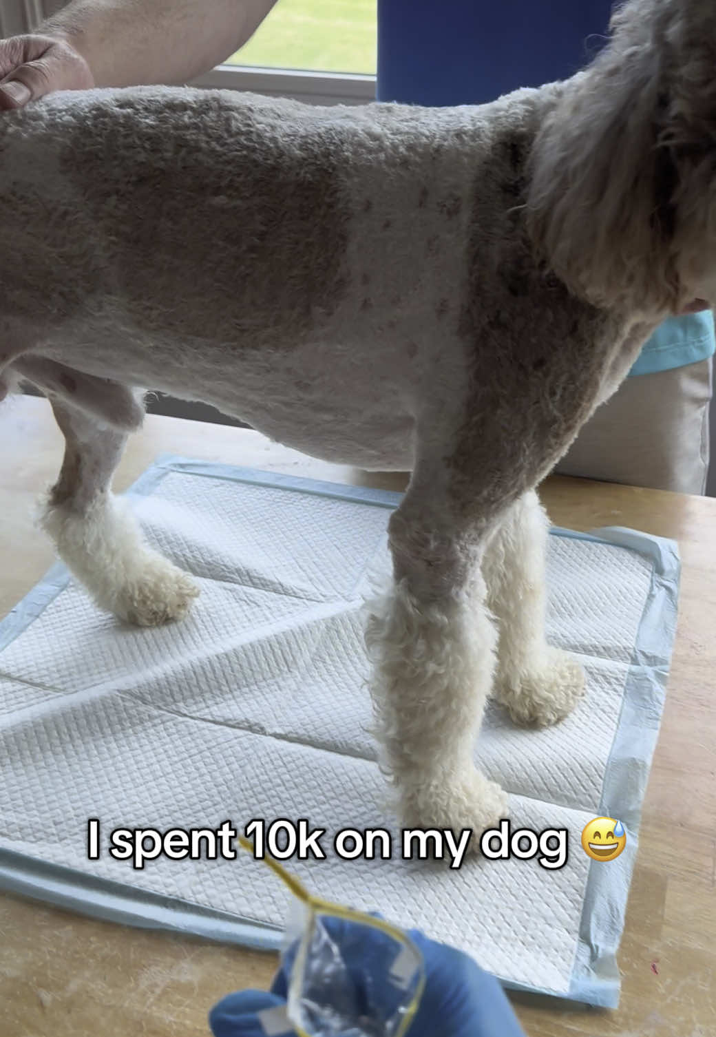 What I feed the best stud boy in the world. #doodlesoftiktok #dogvitamins #poodle #poodlesoftiktok #dogbreeder #doodle #poodlebreeder #doodles 