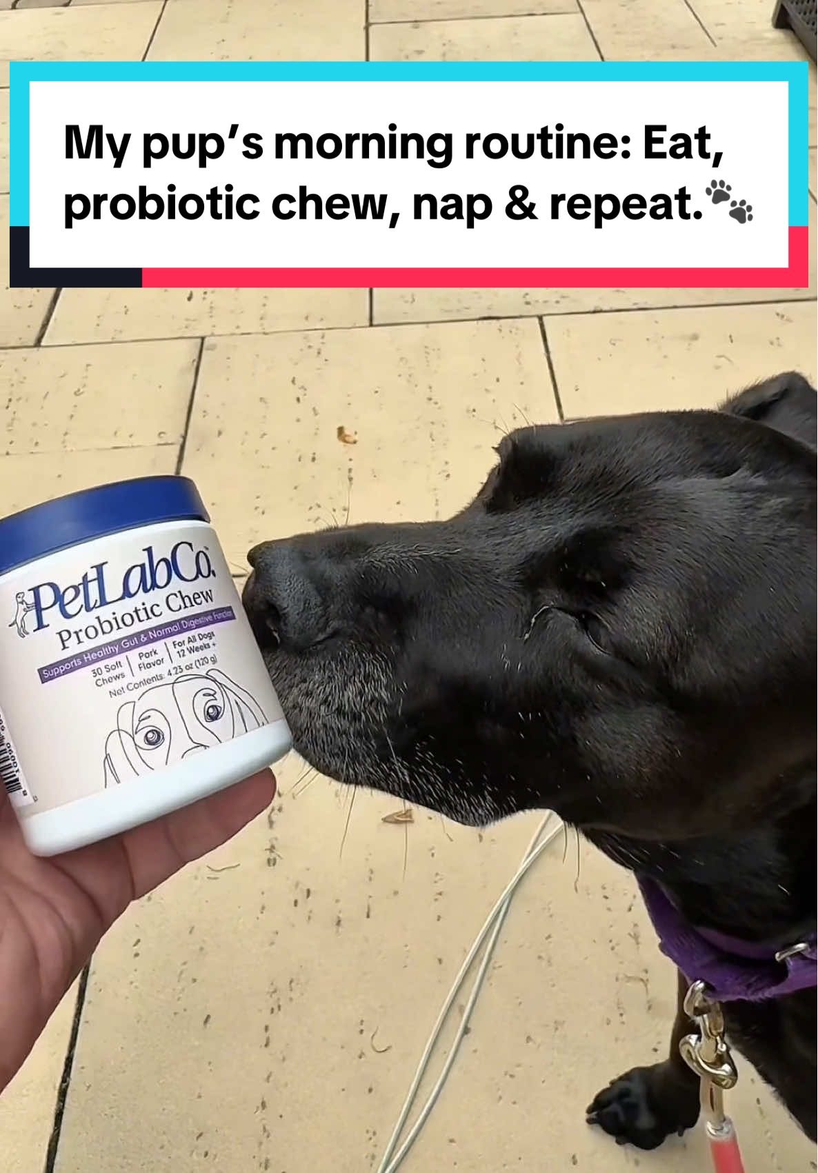 #creatorsearchinsights Boost the health of your dog with this pork-flavored probiotic chew! #ad #PetLabCoProbiotic #PetLabCo #dogsupplements #healthydog #puppyfood #pethealth #dogowners #furbaby #animallover #furmom #dogcommunity #petcare #petproducts #doggie 