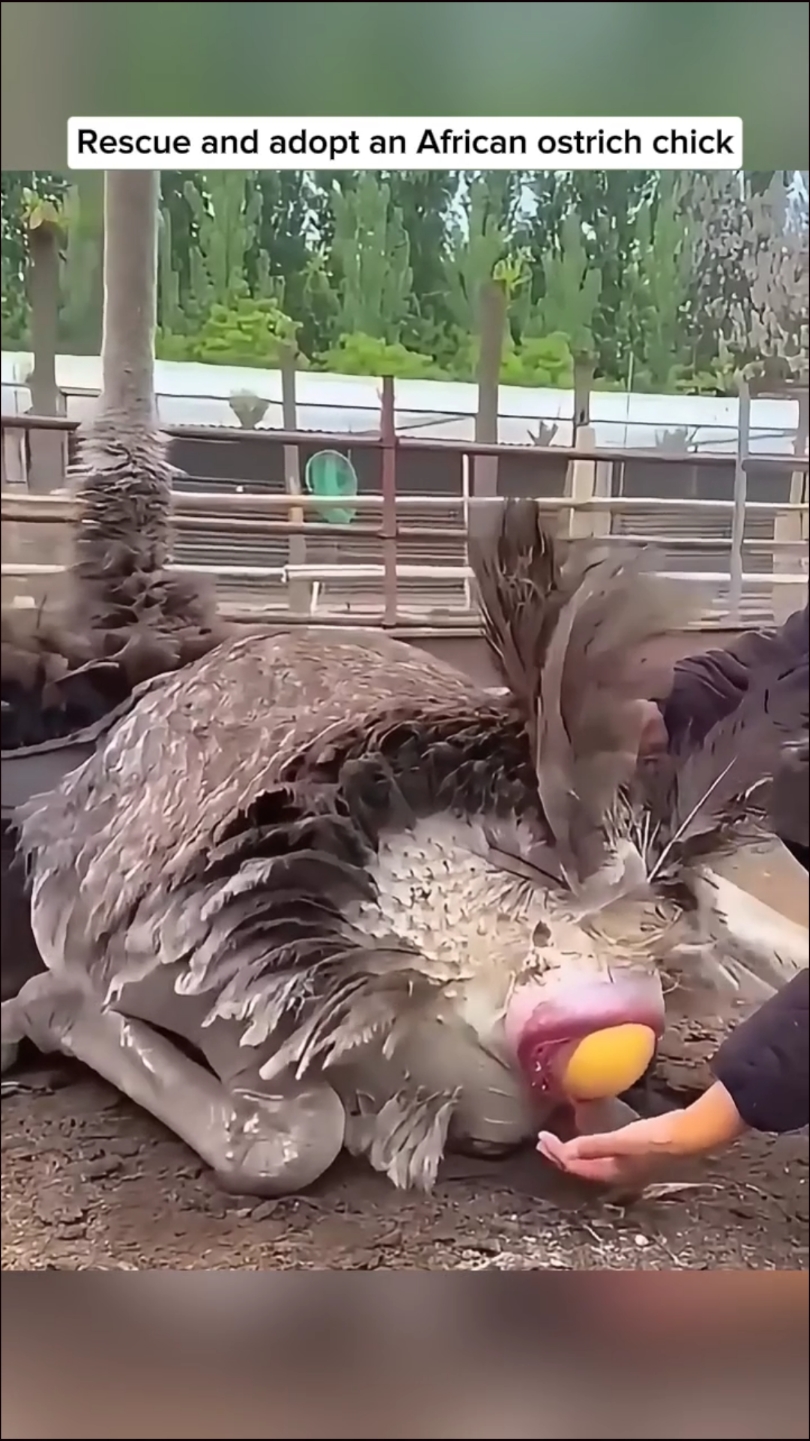 Rescue and adopt an African ostrich chick  #rescue #save #adoption #rescueanimals #saveanimals #animallover ##OstrichChick #BabyOstrich #animalsoftiktok  #OstrichRescue #OstrichLove #OstrichLife #ExoticAnimals#TikTokAnimals #ostrich #poor #for #foryourepage #fyp #viralvideos #fouryou 