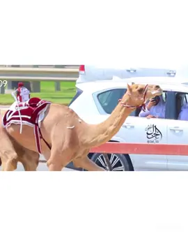 الظبي🏆. #هجن_الشحانيه  #حلاوة_اللقاء  #ميدان_التحدي  #الوثبة 