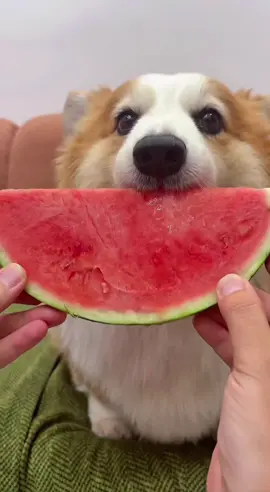 A puppy who loves to eat watermelon#puppy #corgi #cute #doglover 