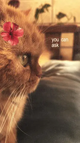 Pretty little baby, i’m so in love with you!🥹🥰🌺 #CapCut #cat #flowers #flowerchallenge #الشعب_الصيني_ماله_حل😂😂 #flower🌺 #viral #tiktok 