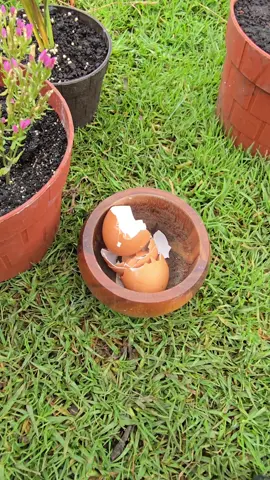 In this video, you'll learn how to turn eggshells into natural slaked lime for your garden. By heating crushed eggshells, you convert calcium carbonate into quicklime, and with just a bit of water, you transform it into slaked lime — a powerful soil amendment that raises pH and makes calcium more available to your plants. It’s a simple, cost-effective DIY method to improve soil health and boost plant growth. #GardeningTips #SoilHealth #DIYGarden #OrganicGardening #EggshellReuse #Quicklime #SlakedLime #PlantCare #GardeningHacks #HomeGardening #CalciumForPlants #SustainableGardening #UKGardeners #USAGardeners 