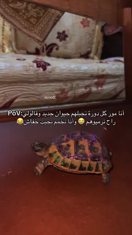 🥺🎀😂#شعب_الصيني_ماله_حل😂😂 #algerie🇩🇿 #🥺 