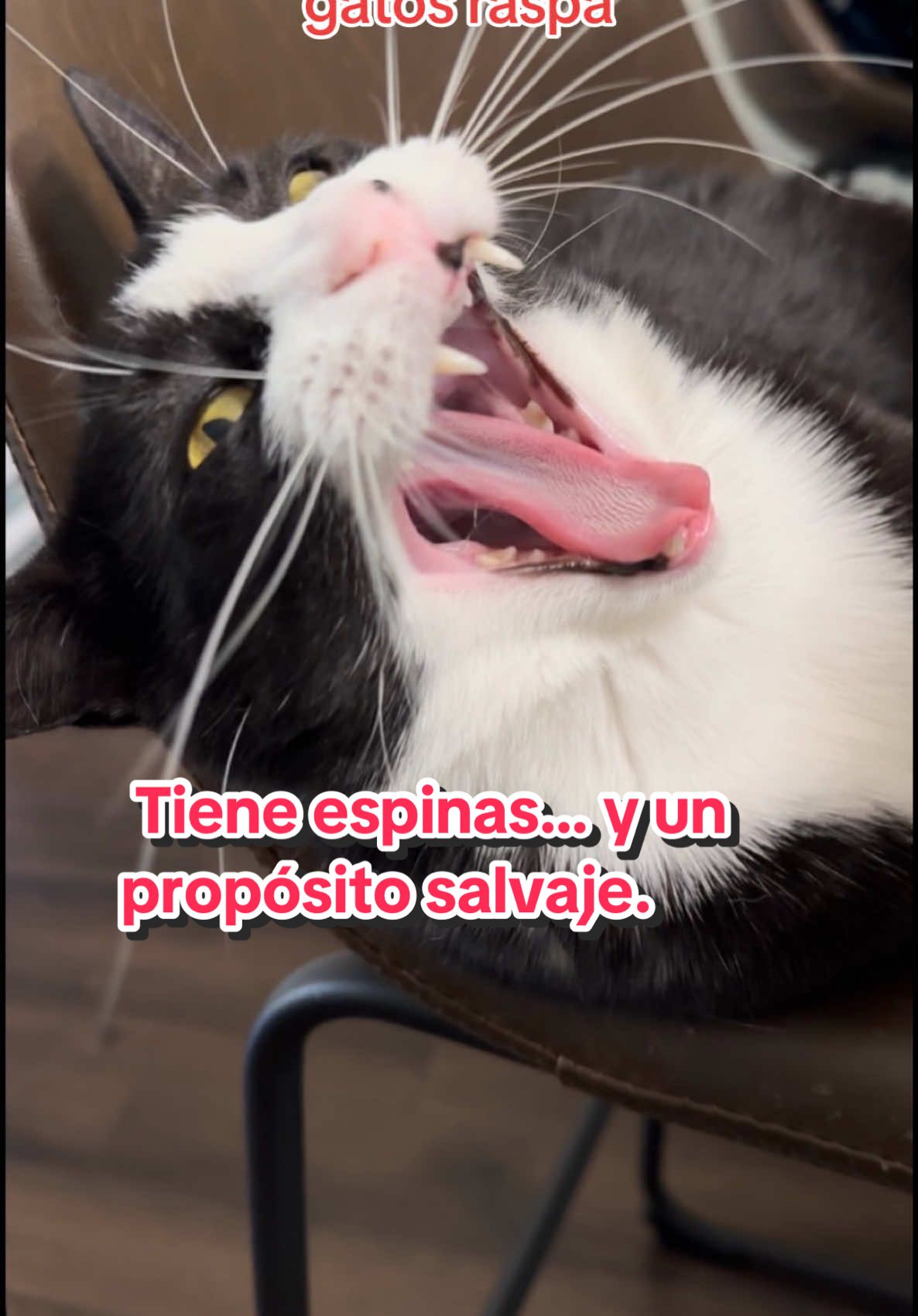 Sabías que la lengua de los gatos tiene espinas? ¡Y no es solo para lamer! Te cuento por qué#lengua #gato #gatos #cats #michi #gatitos #losgatos 