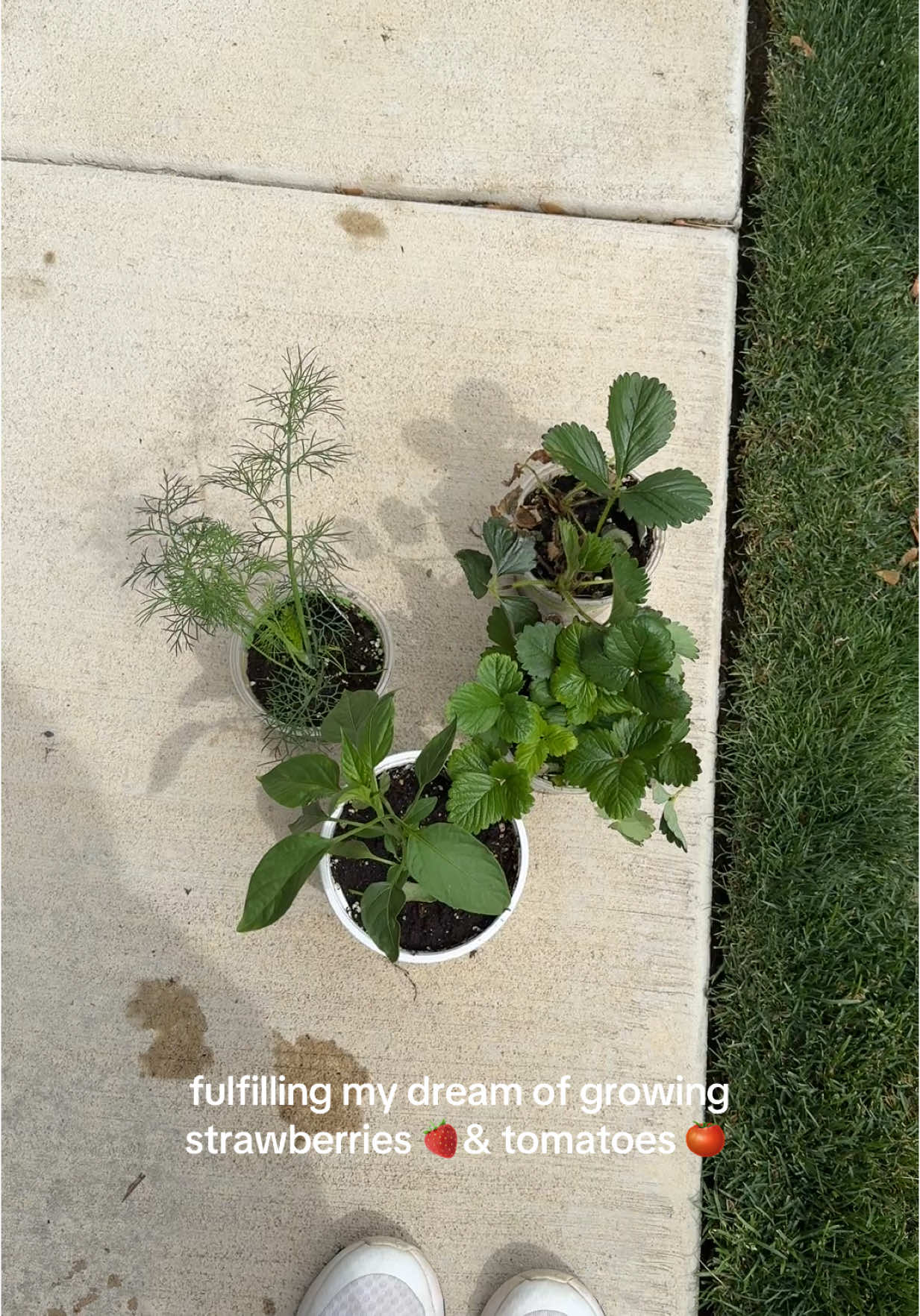 Making this little garden my whole personality lol 🍓🪴 #garden #gardentok #gardeningtips #planterbox #springgarden #DIY #gardening #gardenbed @Lowe’s 