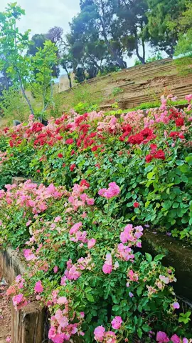 تركيا 🇹🇷أورفا الجميلة ♥️🦋🌺🌸💐🌹
