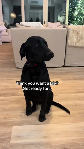 What did we miss? 🤭🐶 #dogs #dog #funny #relatable #fyp #foryou #viral #dogtok #dogsoftiktok 