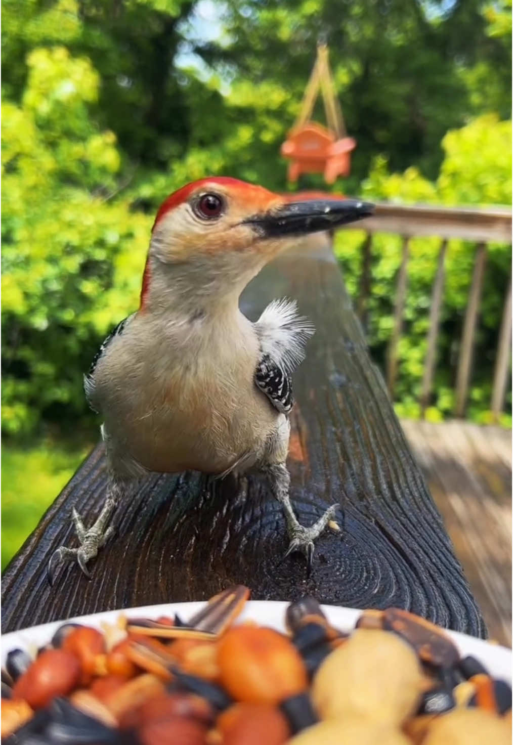 Little bit of sweet and little bit of sour.   #fyp #birds #birdwatching #angrybirds #asmr 