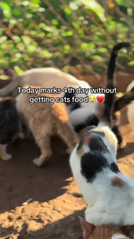 Today marks 4th day without getting cats food😭💔anyone to pledge at least $14 for 2 tins🙏#fyp #help #catsoftiktok #tiktokviral #catslovers #views #rescuekittens #catrescue #animal #shelter #kitten #PetsOfTikTok #animalsoftiktok #cat #pets #view #viral_video #kittensoftiktok 