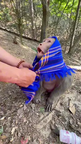 Cute monkeys#monkey #animals 