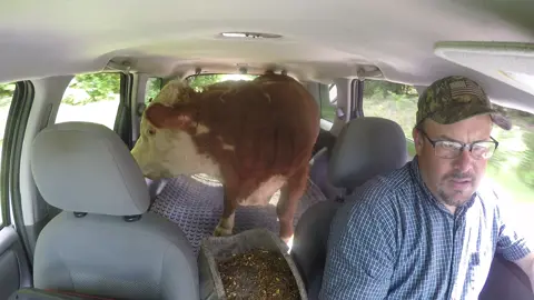 Muffin man the Bull is better behaved than most dogs when it’s time to go for a car ride he likes to ride and look at everything he’s a happy little dude. #muffinmanthebull #siwoutdoors #rufusthebull #farmlife #bull #minihereford #minibull #suv #fordescape #cattle #horses #horses #farmer #cow #minicow #cowboy #cowgirl #farming #cattle #funny #brucethecow 