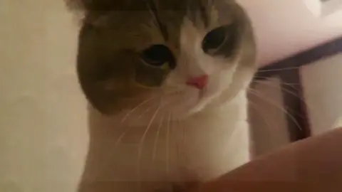 He's angry and scolding people.#Funny #Cat 
