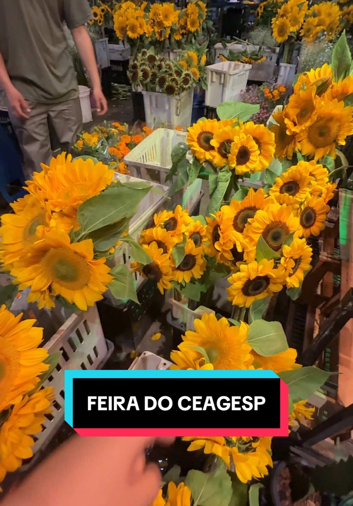 Finalmente realizei o sonho de ir na feira de flores do #ceagesp 😱 #feiradamadrugada #feiradeflores