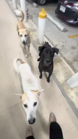 ระหว่างทาง 🐶🐶 #หมาจรก็มีหัวใจ 