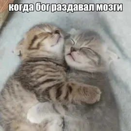 постараюсь щас повыкладывать видео^^ #котята #котики 