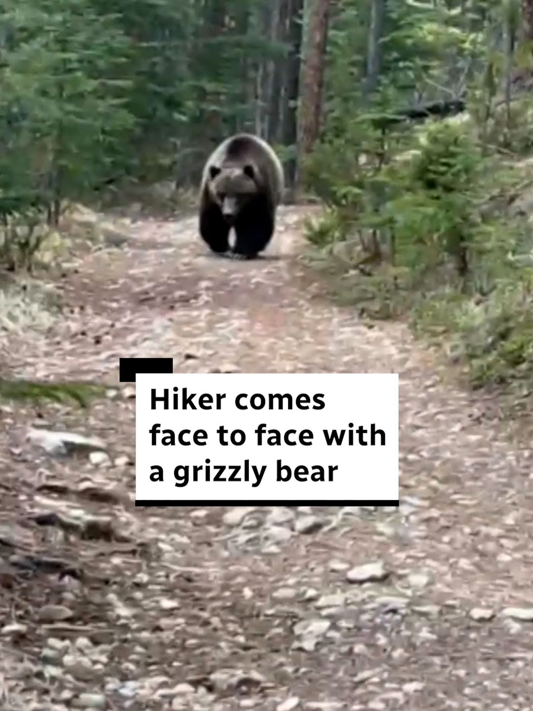Five minutes can feel like forever when you’re being followed by a grizzly bear. Isaac Shah was hiking in Banff, Alta., when he suddenly crossed paths with a grizzly bear. An experienced hiker, he knew how to handle the encounter by staying as calm as he could. #bear #Hiking #wilderness #animals #banff #alberta