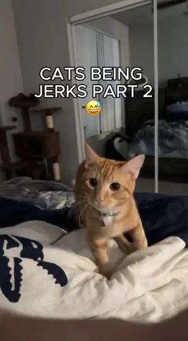 Why are they such jerks?? 😂 #funnycat #cat #cats #catsoftiktok #funnyanimals 