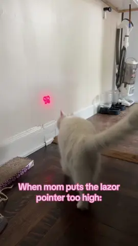 God forbid I actually make her work for it #catsoftiktok #lazycat #fyp 