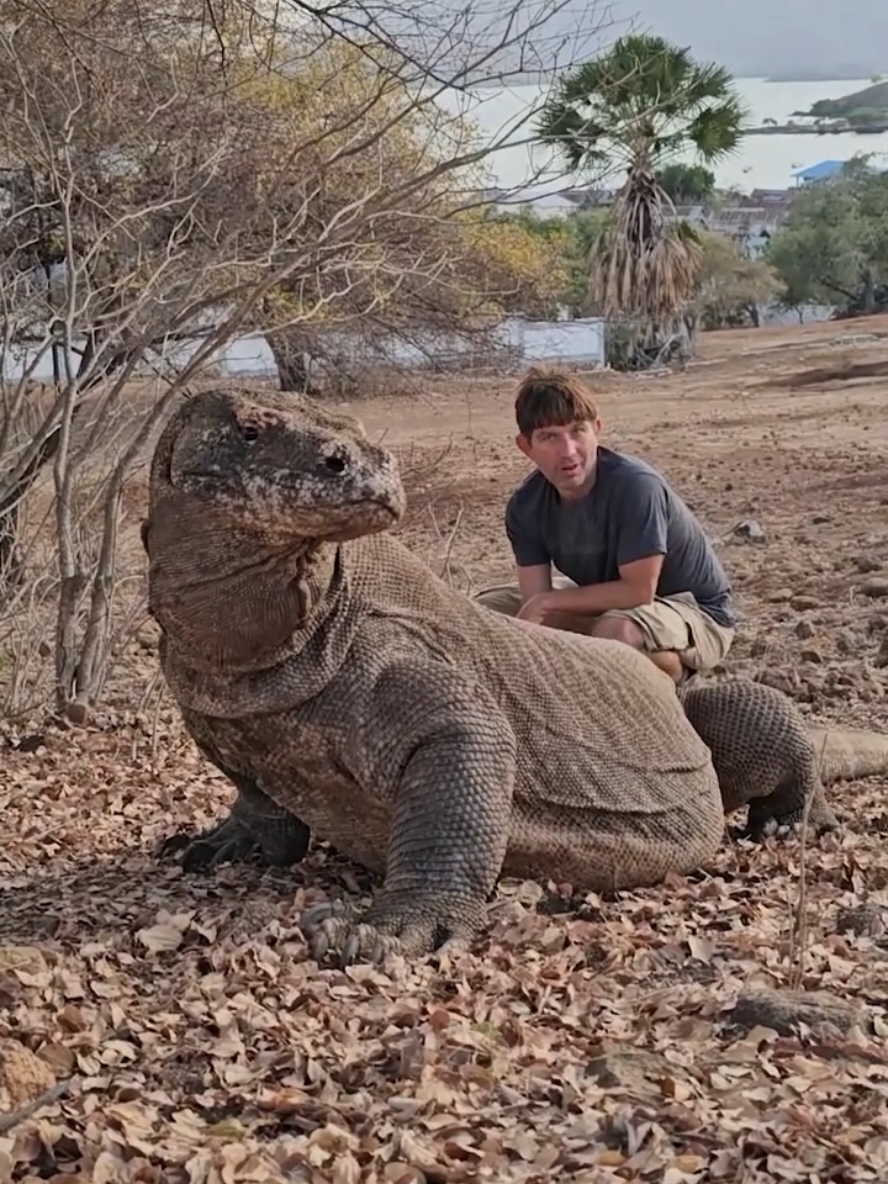 Huge Komodo Dragon #fyp #dragons #komodo #reptiles 