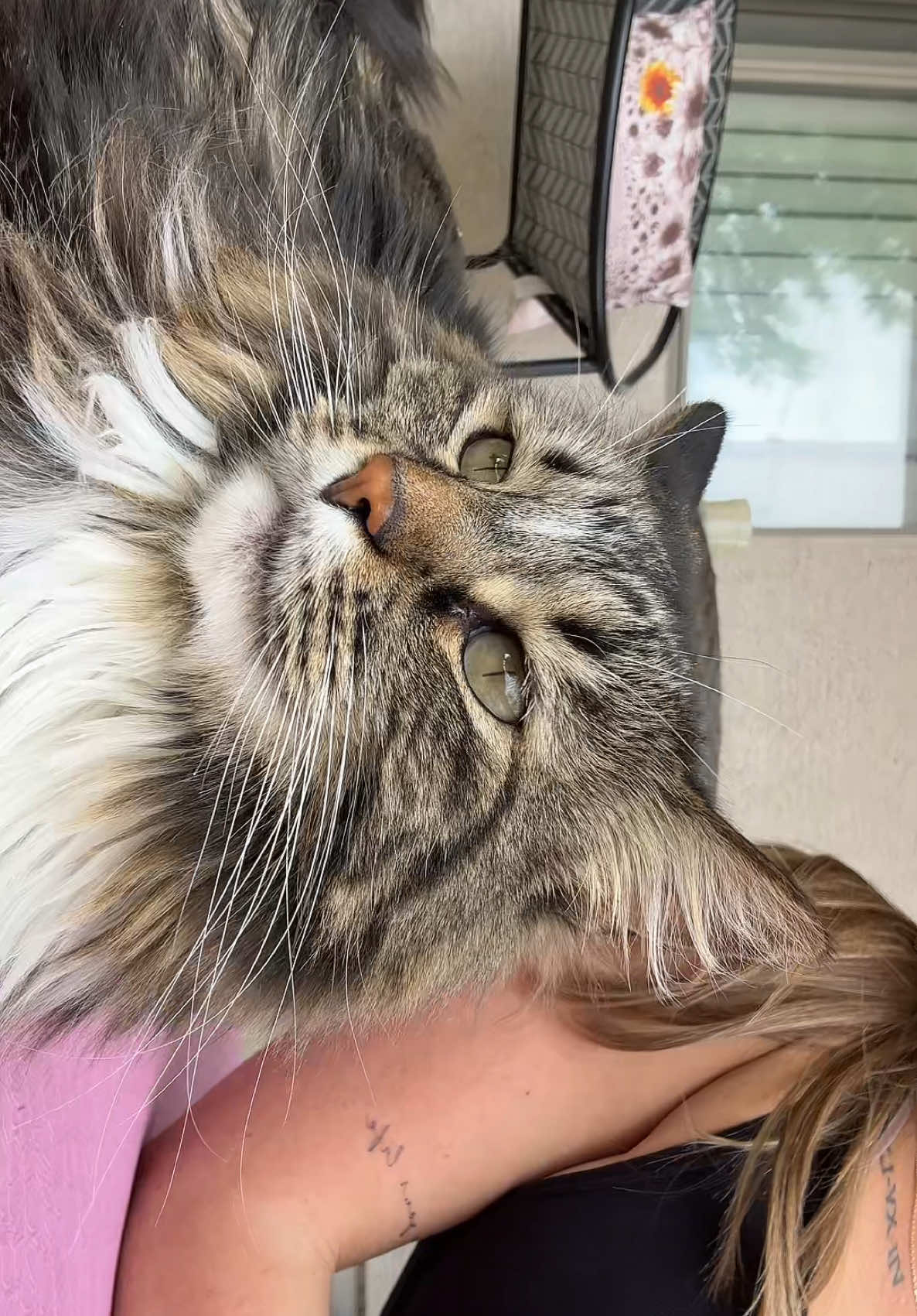 Chloe asked to do this video can’t you tell 😂 #rockyobody #fyp #catsoftiktok #catlover #catmom 