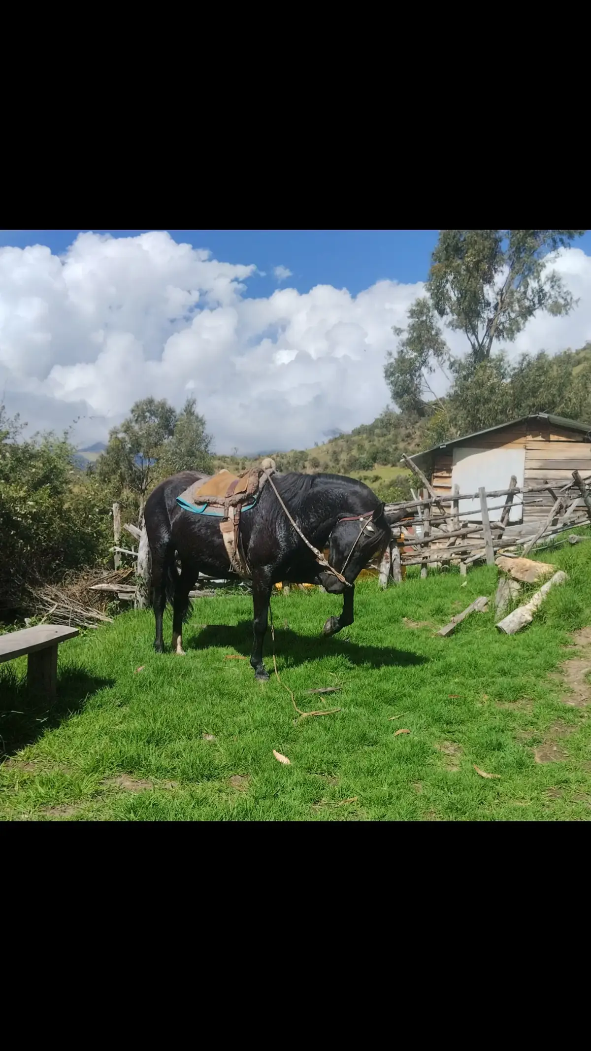 #🐎🤠