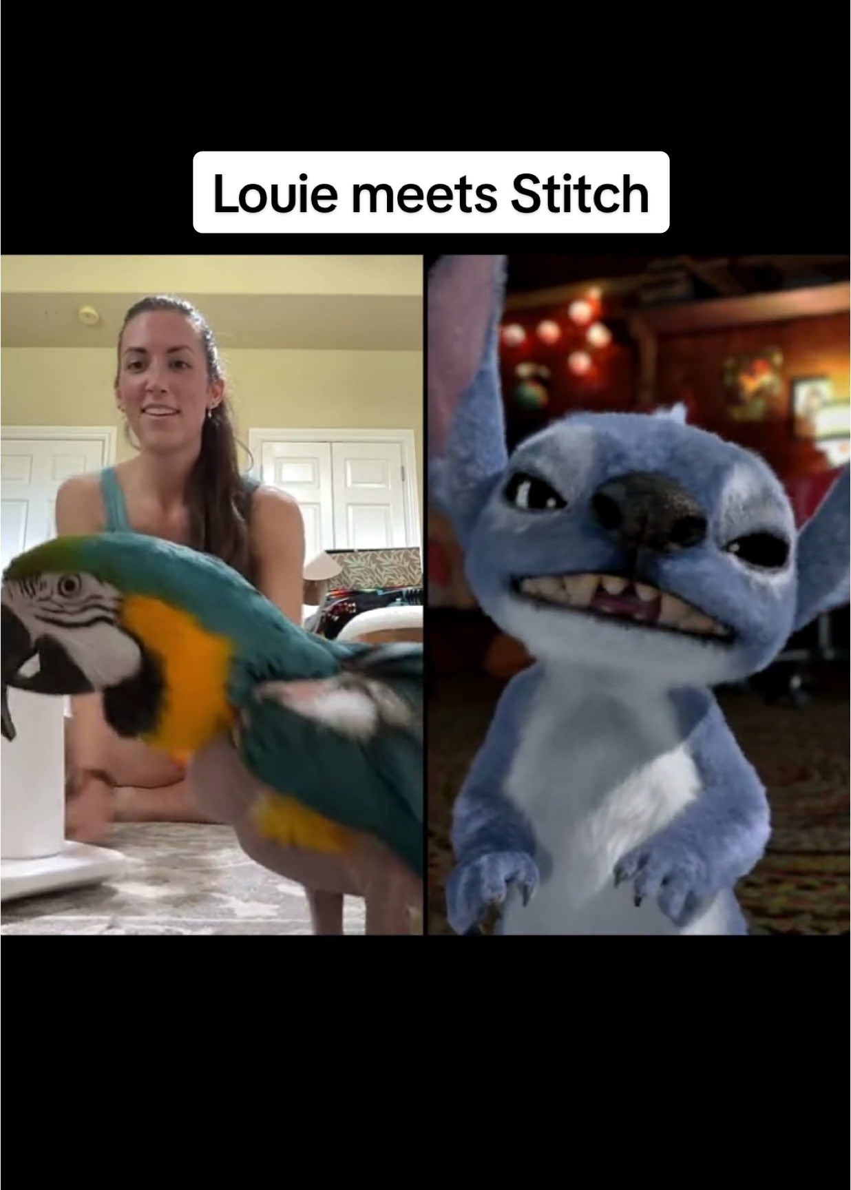 @Disney Studios casually dropping into Louie’s LIVE to tell us about Stitch’s new movie 😆 #liloandstitch #disney #macaw #adoptdontshop #parrotsoftiktok #birdtok 