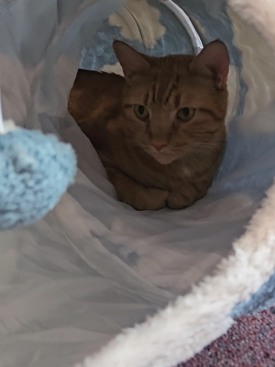 Buffalo Bill is a FAN!!! #tiktokshop #cats #petadoption 