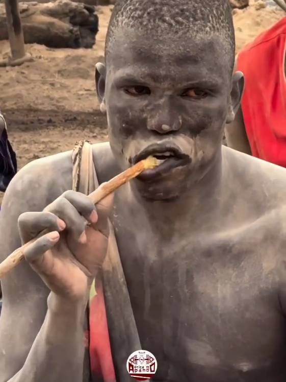 Higiene Bucal Natural: A Sabedoria dos Mundari no Sudão do Sul Você sabia que em algumas regiões do Sudão do Sul, a higiene bucal é feita de forma 100% natural?  O povo Mundari, um dos grupos étnicos tradicionais da região, utiliza galhos ou pequenos pauzinhos de árvores como escovas de dentes. Esse costume ancestral revela muito sobre a relação entre cultura e natureza. A prática consiste em mastigar a ponta do galho até que ela se desfaça em fibras finas, semelhantes às cerdas de uma escova. Com essa extremidade desfiada, os Mundari limpam os dentes de maneira eficaz e sustentável. Mais do que um simples hábito, esse método carrega benefícios comprovados: certas madeiras possuem propriedades antibacterianas que ajudam a manter a boca limpa e o hálito fresco, além de contribuírem para a saúde das gengivas. Essa tradição é um reflexo da inteligência ecológica dos povos africanos, que aproveitam os recursos da terra com respeito e sabedoria. Na África no Pano, valorizamos práticas como essa — que revelam a conexão entre o cuidado pessoal, o meio ambiente e os saberes ancestrais. #Akumbele #ÁfricaNoPano #SaberesAfricanos #CulturaMundari #SudãoDoSul #tradiçãoqueensina #africanopano #modaafricana #africa #amor #brasil #cultura 