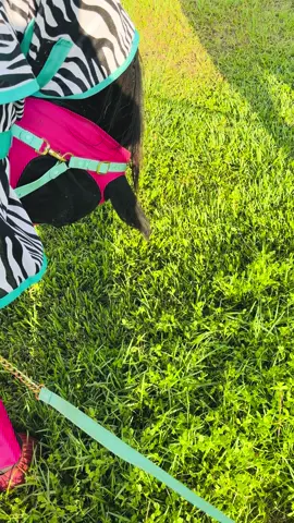 #florida #horses #horsesoftiktok #horsetok #horsegirl #blackhorses #blackhorses #quarterhorse #blackhorse #blackhorsesoftiktok #quarterhorse #warmblood #bayhorsesoftiktok #bayhorsesoftiktok 