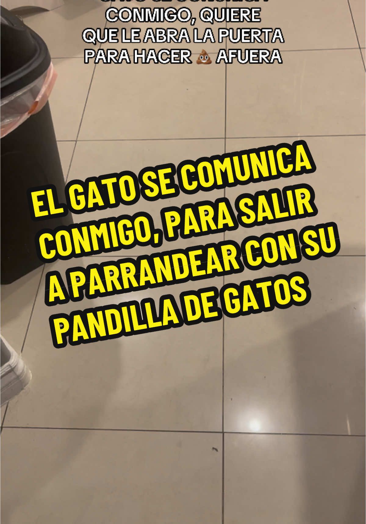 #gatos #gatostiktok #gatos #gatorade_partner #gatumadre #minino #gatitos #omygatitos #dvjcharlie 