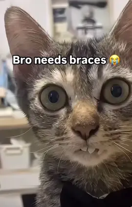 #cat