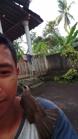 selamat pagi dan salam ropel mania#trucukan #trucukanmania #trucukanropel #trucukanindonesia #ropelmaniaindonesia #ropellumajang #ropelmax #fyp