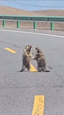 Indian and Pakistani debate #animals #funny #fyp #argument #trending #politicalcomedy 