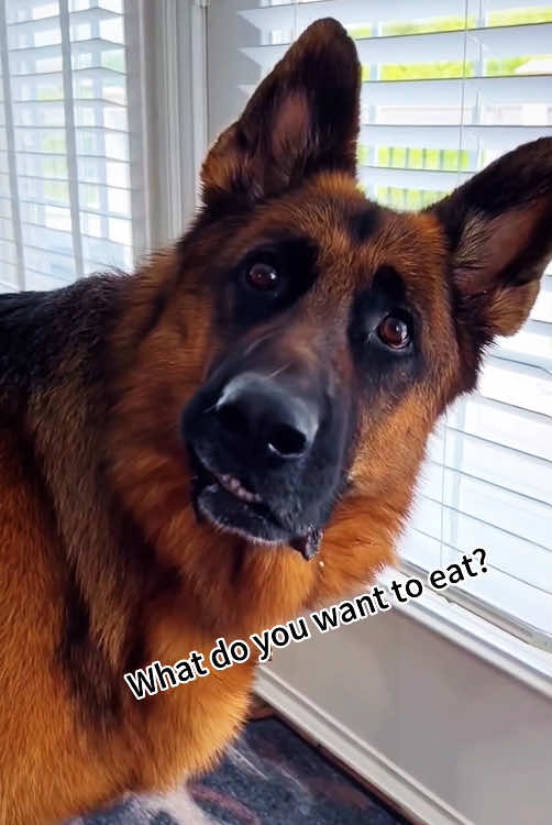 Tell a dog that you are hungry enough to eat a dog😂😆#dogsoftiktok #cute #cutedog #funny #goodboy 