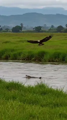 Una Gigante Aquila captura cocodrilo Gigante río #creatorsearchinsights 