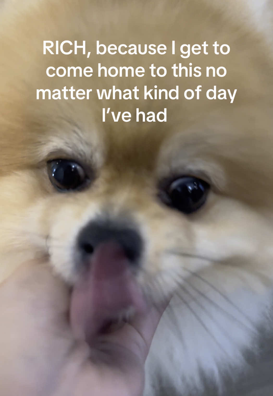No better feeling. Purest form of love. #dogs #Love #loyalty #pomeranian #hopecore #emotional 