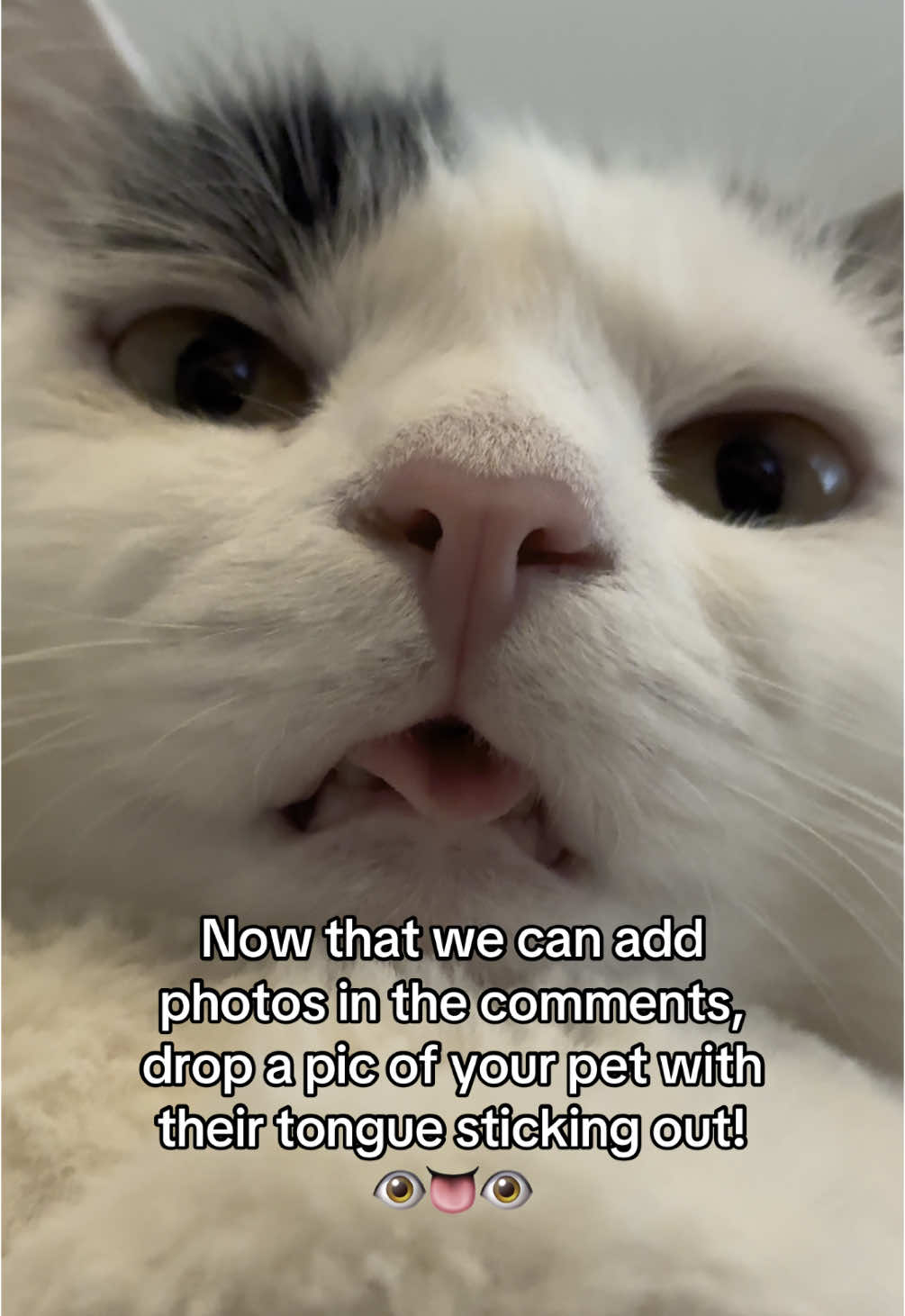 Show me cute tongues 👁️👅👁️ #picture #fyp #cat #pet #catsoftiktok #PetsOfTikTok 