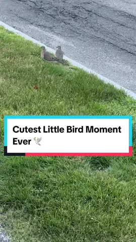 Two Tiny Birds Minding their Business 🕊️ #birds #cuteanimals #birdsoftiktok #naturetok #wholesome #animalsoftiktok #cutemoment #omgsoadorable #wildlife