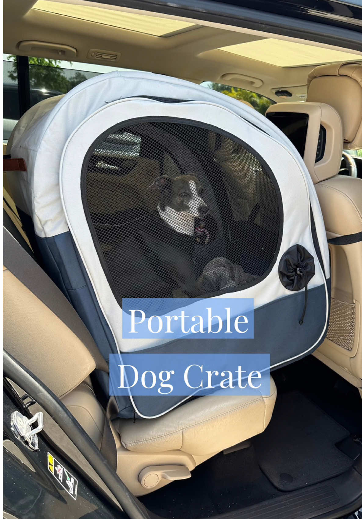 Anything better than this? 🧐 You can find this under ✨Pet Finds✨ on my website. #amazon #pets 