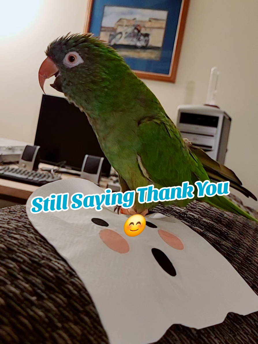 Still Saying Thank You 😊 #talkingbirds #cutebirds #birdsoftiktok #parrotsoftiktok #bird @auntkimmy122868 