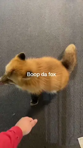 Clingy Fox#fyp #funnyvideos #fypシ #foryou #animals #funnytiktok ##core #fox #animals 