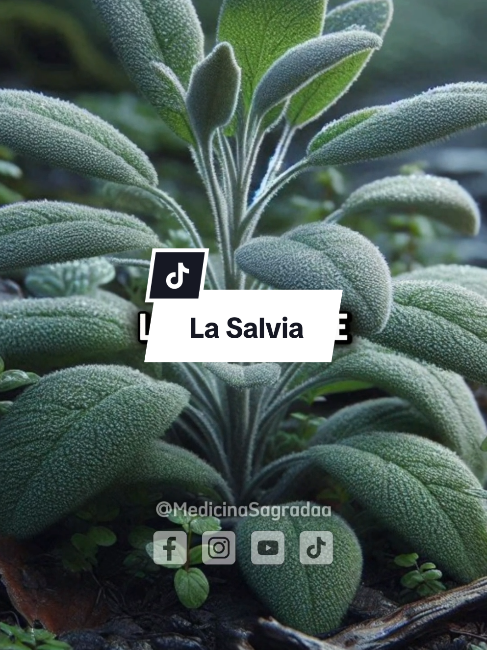 Sabías que la salvia fue llamada ‘la planta que salva’? #floresamarillas🌻 #medicinanatural #plantasmedicinales🌿🍃🌱 #hierbasmedicinales #hierbascurativas #hierbas #plantasquecuran #doctorfranksuarez 